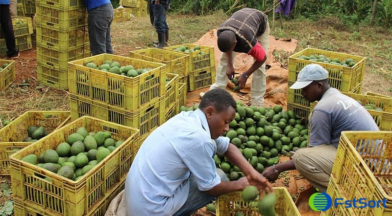 images/1677487735248avocado sorting.jpg
